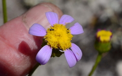 Senecio umbellatus