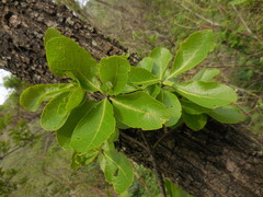 Sideroxylon