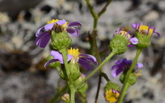 Senecio umbellatus