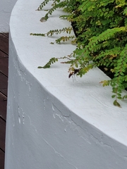 Polistes sagittarius