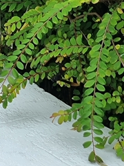 Polistes sagittarius