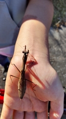 Statilia maculata maculata