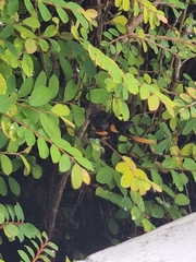 Polistes sagittarius