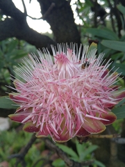 Protea caffra caffra