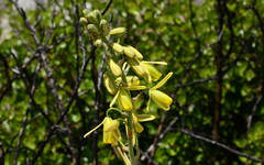 Albuca flaccida