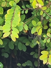 Polistes sagittarius