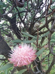 Protea caffra caffra