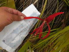 Sprekelia formosissima