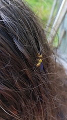 Spaminta minjerribae