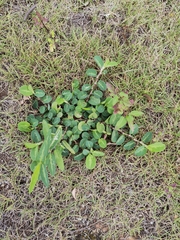 Alysicarpus ovalifolius