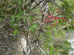 Sprekelia formosissima