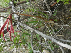 Sprekelia formosissima
