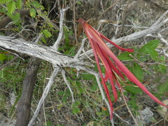 Sprekelia formosissima