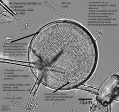 Actinocyclus octonarius