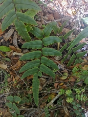 Blechnum procerum