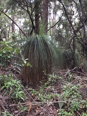 Xanthorrhoea johnsonii