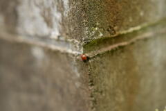 Gonioctena rubripennis