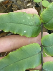 Blechnum procerum
