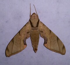 Protambulyx strigilis