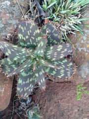 Aloe greatheadii davyana
