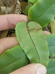 Blechnum procerum