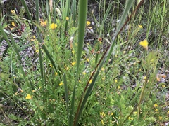 Ornithopus compressus