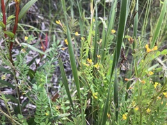 Ornithopus compressus