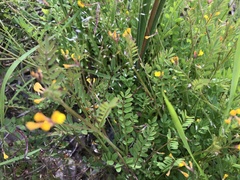 Ornithopus compressus