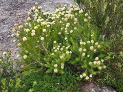 Melaleuca capitata