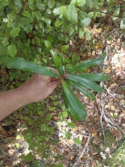 Elaeocarpus dentatus