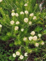 Melaleuca capitata
