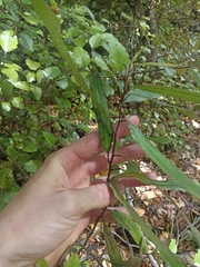 Elaeocarpus dentatus