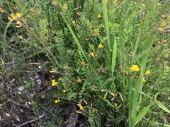 Ornithopus compressus