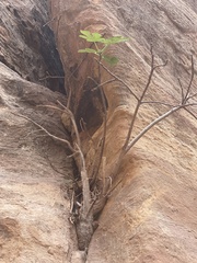 Ficus carica