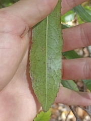 Elaeocarpus dentatus