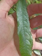 Elaeocarpus dentatus