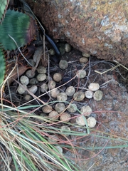 Pronolagus randensis