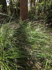 Xanthorrhoea macronema