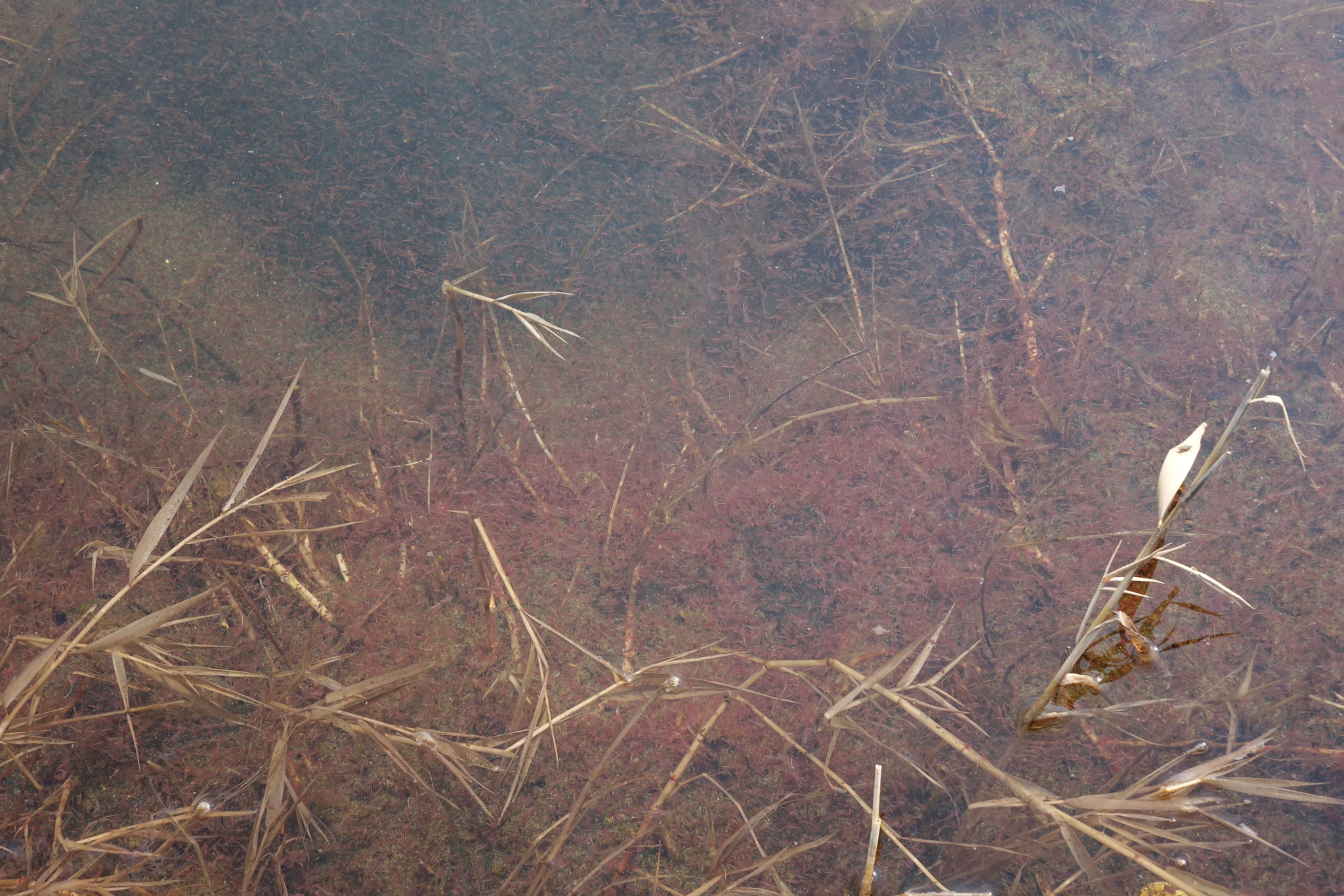 Artemia salina (Linnaeus, 1758)