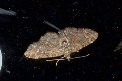 Pasiphilodes testulata