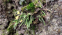 Dendrobium striolatum