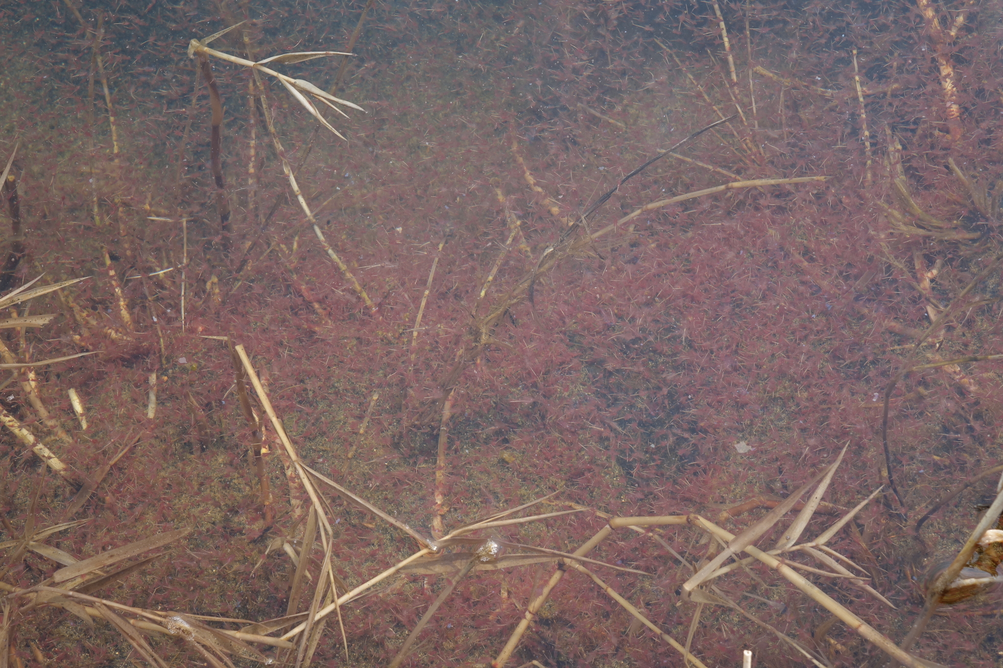 Artemia salina (Linnaeus, 1758)