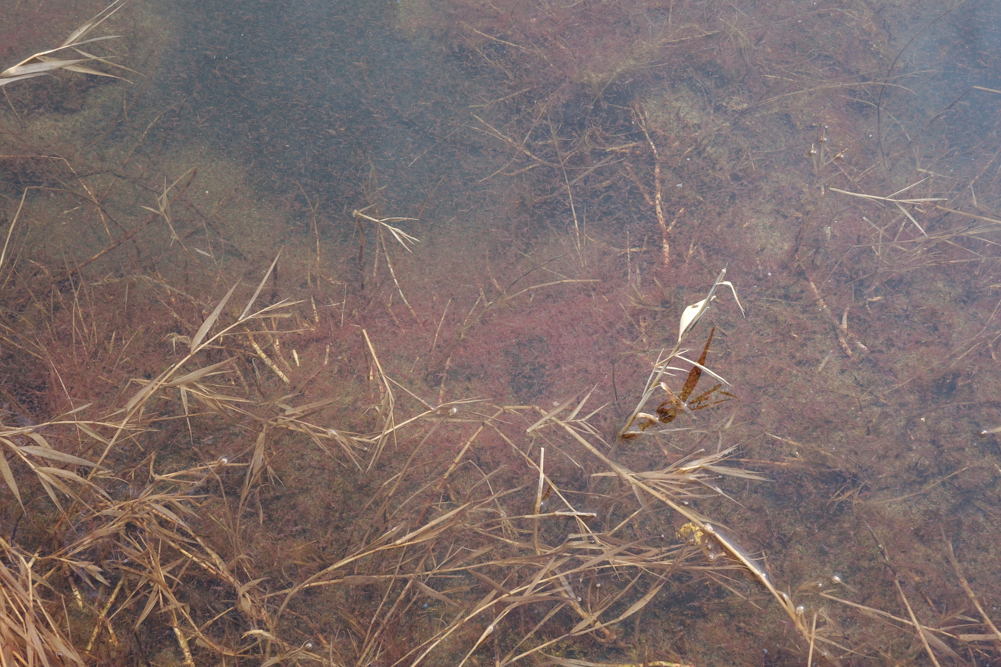 Artemia salina (Linnaeus, 1758)