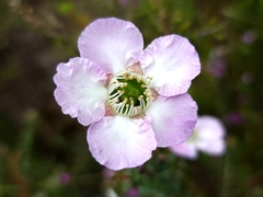 Leptospermum squarrosum
