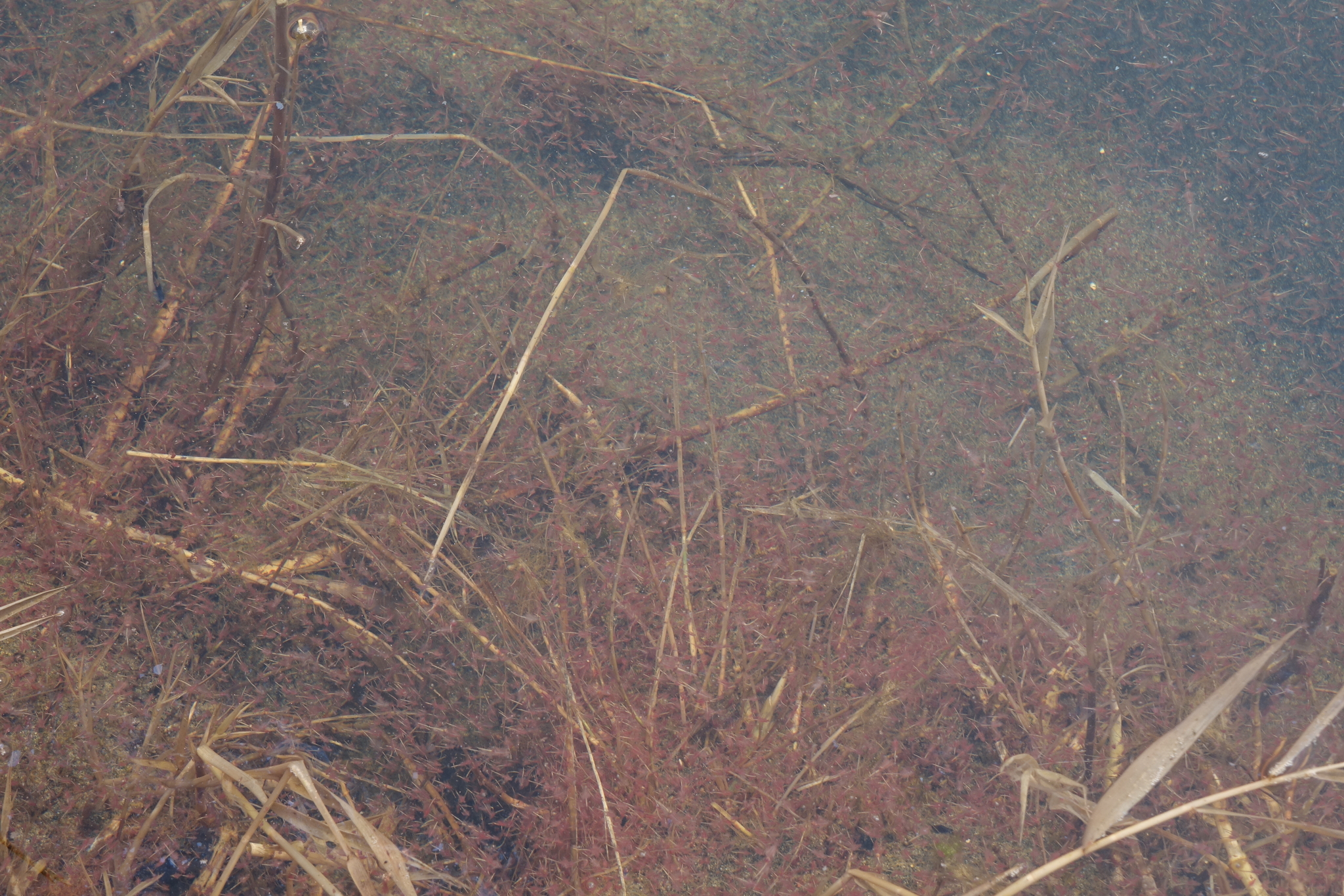 Artemia salina (Linnaeus, 1758)