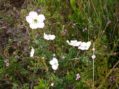 Leptospermum squarrosum