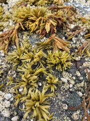 Pelvetiopsis limitata