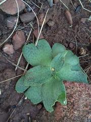 Ledebouria ovatifolia