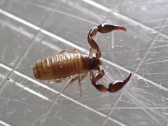 Haplochernes funafutensis