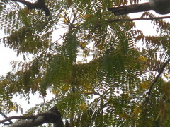 Conzattia multiflora